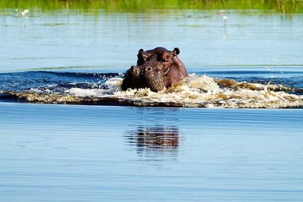 Bush Walk & Safari Adventures; Okavango Delta, Botswana. Aug 7 -10, 2025