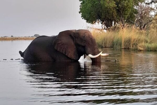 Bush Walk & Safari Adventures; Okavango Delta, Botswana. Aug 7 -10, 2025 - Image 5