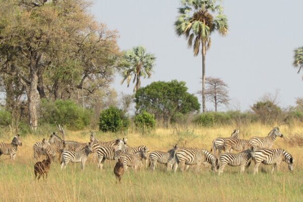 Bush Walk & Safari Adventures; Okavango Delta, Botswana. Aug 7 -10, 2025 - Image 10