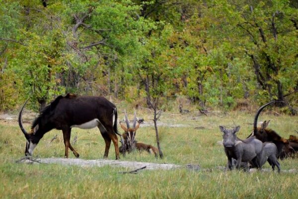 Bush Walk & Safari Adventures; Okavango Delta, Botswana. Aug 7 -10, 2025 - Image 7