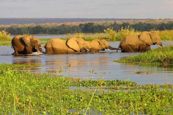 Bush Walk & Safari Adventures; Okavango Delta, Botswana. Aug 7 -10, 2025 - Image 13